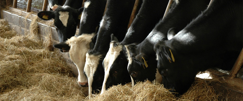 Beef and Heifer Feed | Calf Feed | Deccox | Calf Milk Powder | Harpers ...