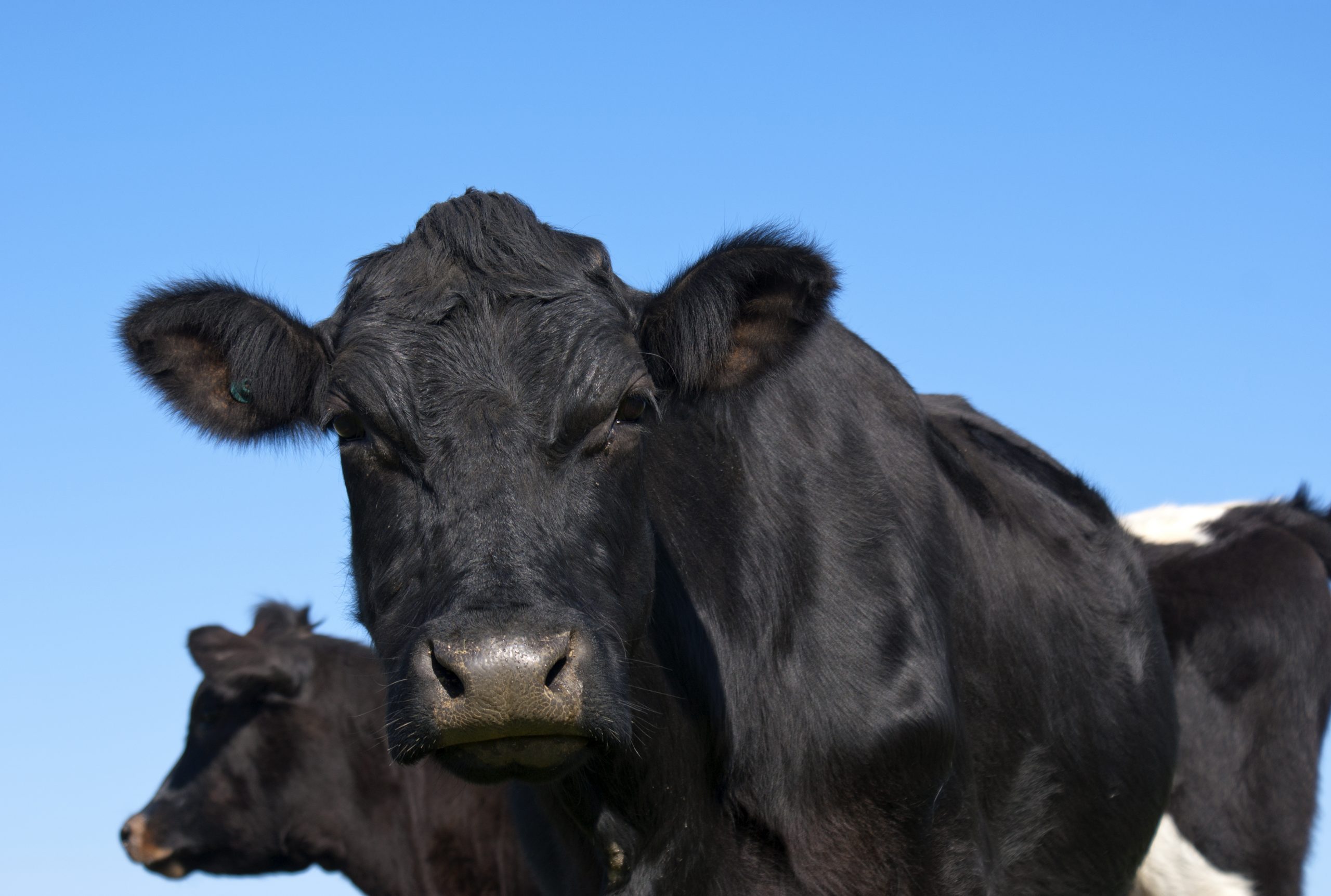 Beef & Growing Feeds - Harpers Feeds