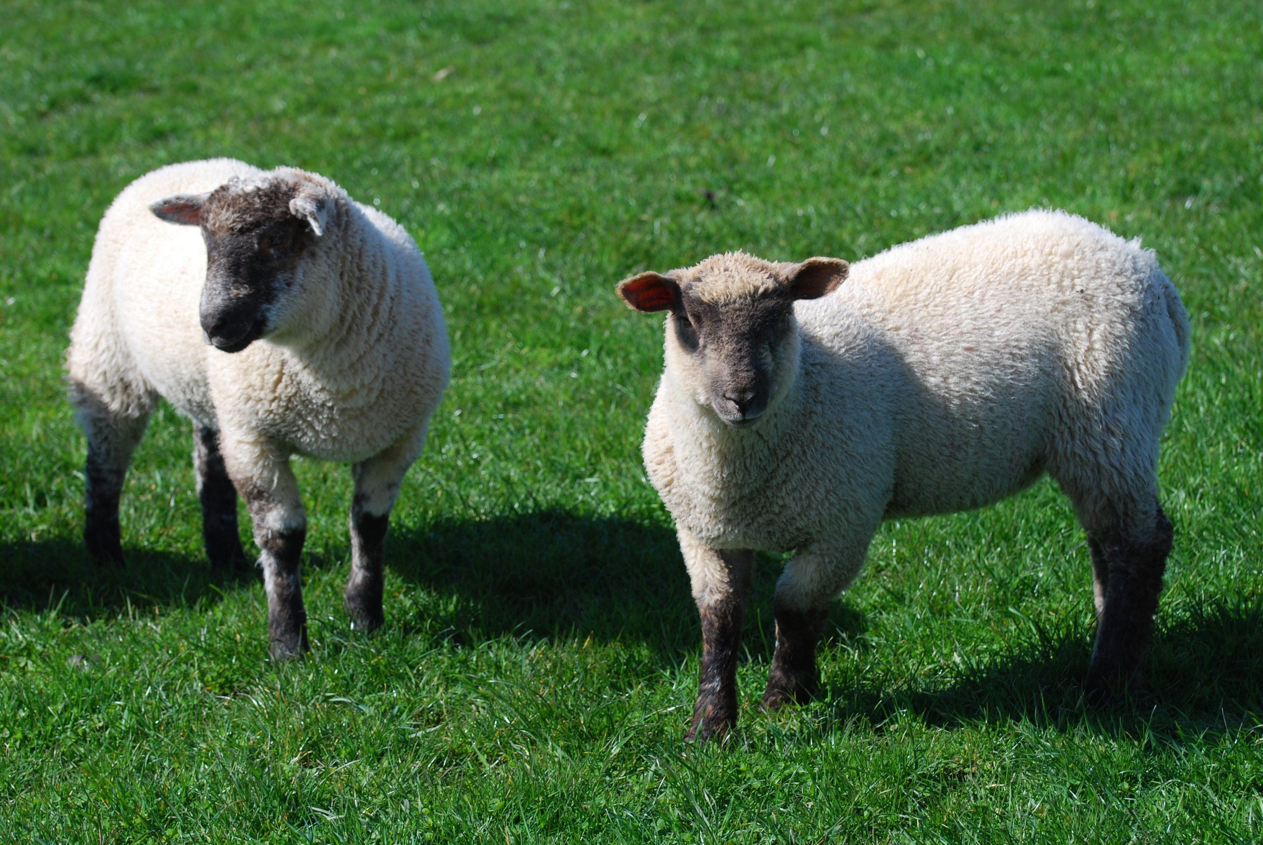 Sheep & Lamb - Harpers Feeds