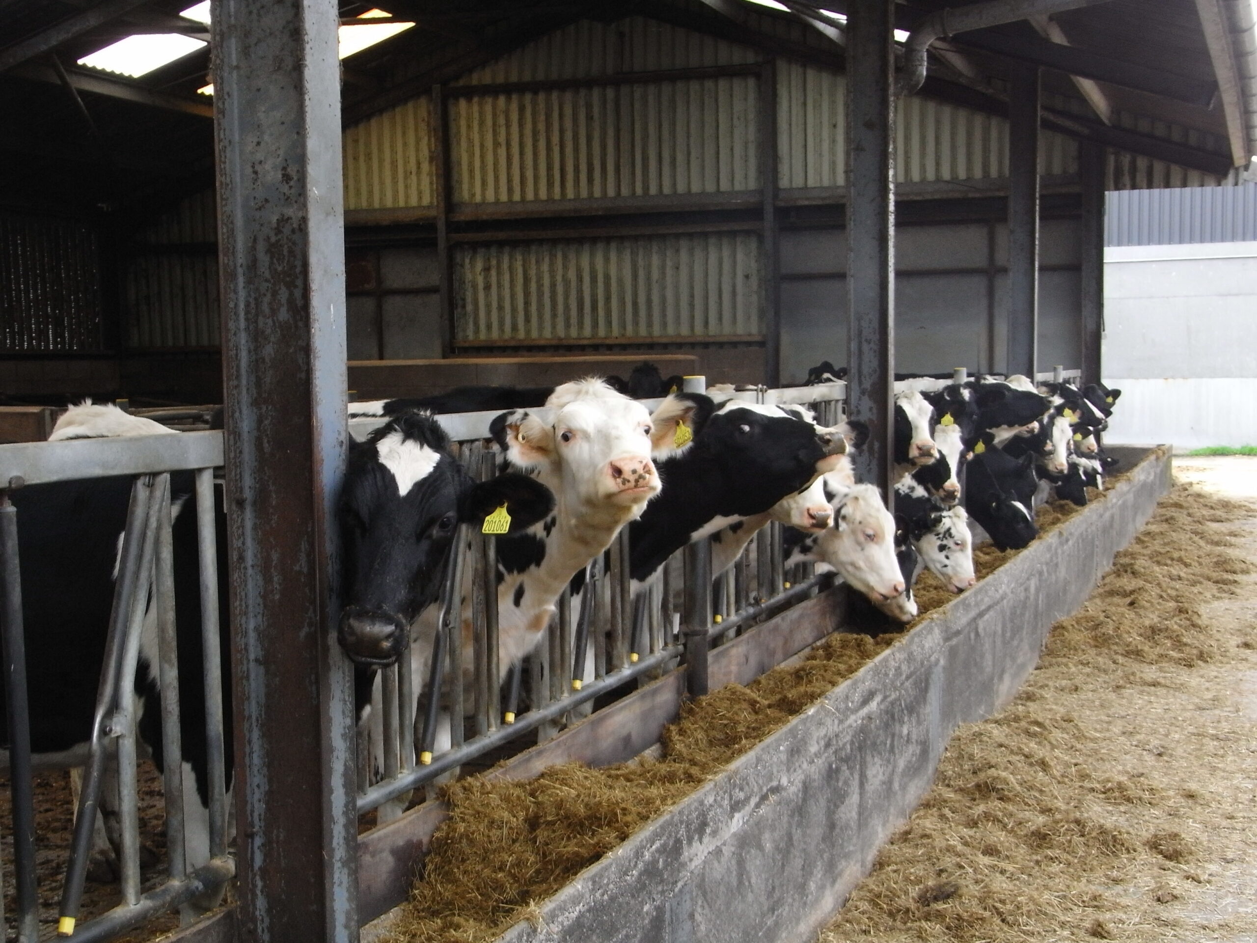 Cost effective milking this winter - Harpers Feeds