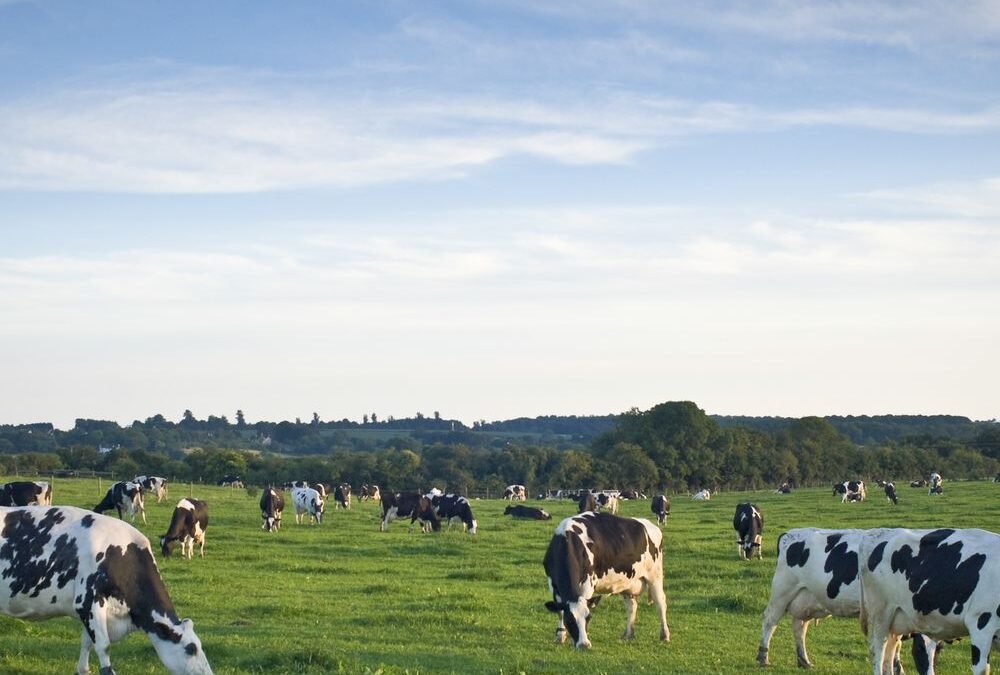 Feeding your herd this Spring