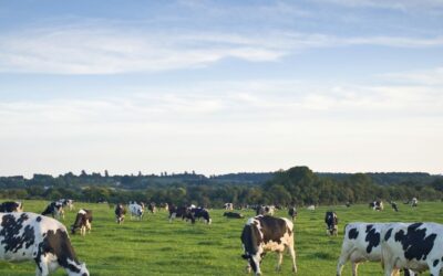 Feeding your herd this Spring