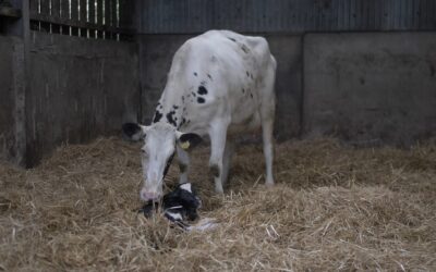 Getting ready for Autumn calving