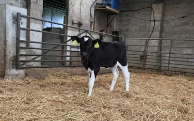 Calf Rearing Success