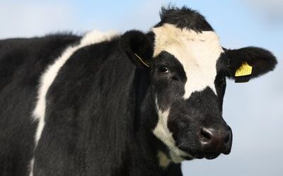 Finishing cattle at grass