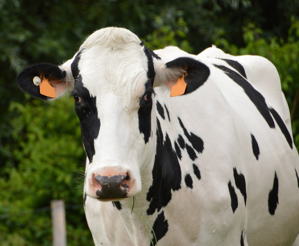 dairy farm yard