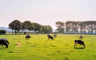 Improving milk from forage